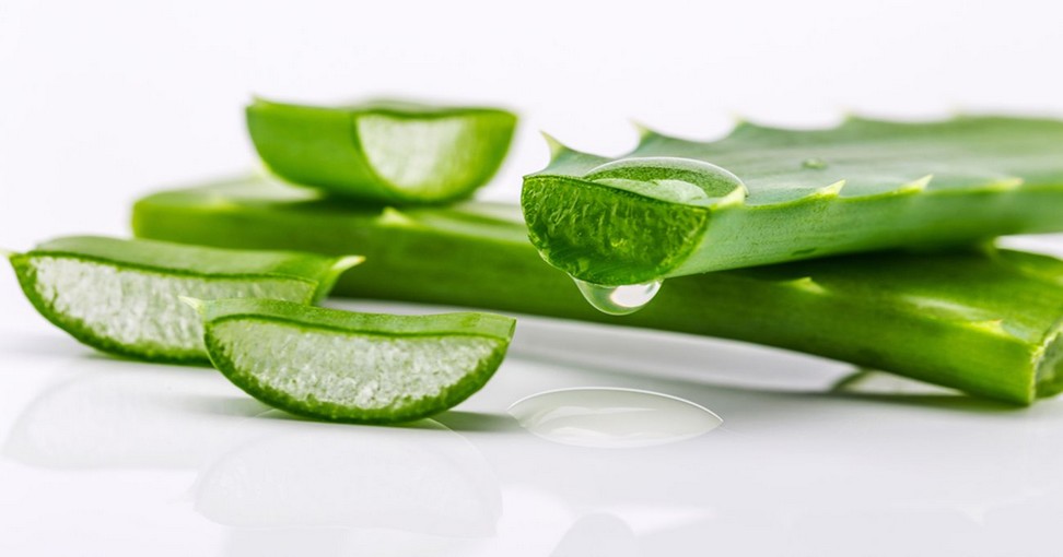L'AloeVera est utilisé pour traiter de nombreuses allergies cutanées NewsMAG