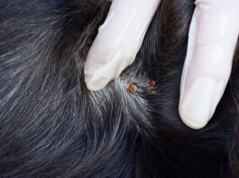 Apprenez à éliminer les parasites sans agresser la peau ou le pelage de votre chien
