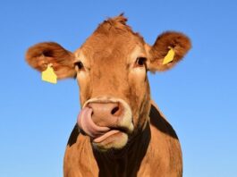 La bave de vache, la nouvelle solution antirides !