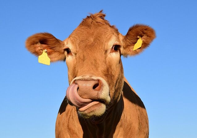 La bave de vache, la nouvelle solution antirides !