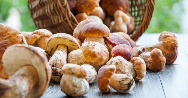 Les champignons sont-ils bons pour la santé ?
