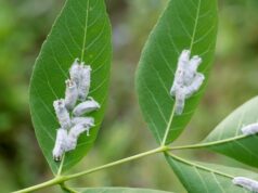 Voici 6 astuces radicales contre les cochenilles qui ravagent vos plantes Voici 6 astuces radicales contre les cochenilles qui ravagent vos plantes