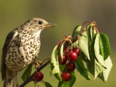 Des astuces pour protéger les cerises des oiseaux sans pour autant les blesser Des astuces pour protéger les cerises des oiseaux sans pour autant les blesser
