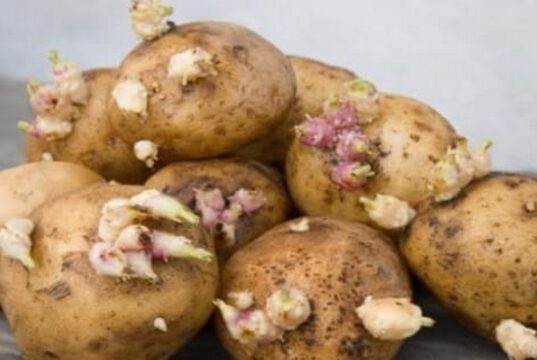 La consommation des pommes de terre germées est-elle sans danger ?