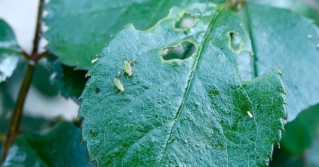 Mettre une gousse d'ail dans les pots de fleurs est une astuce judicieuse