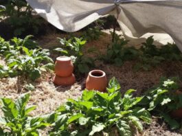 Canicule au potager : 4 conseils pratiques pour préserver vos récoltes et favoriser leur survie durant l’été