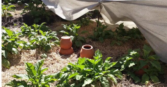 Canicule au potager 4 conseils pratiques pour préserver vos récoltes et favoriser leur survie durant l’été Canicule au potager : 4 conseils pratiques pour préserver vos récoltes et favoriser leur survie durant l’été