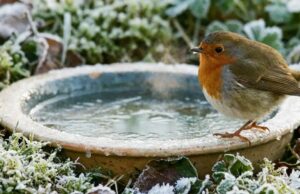 Il lutte pour survivre dans votre jardin cet hiver : l’erreur à ne surtout pas commettre Il lutte pour survivre dans votre jardin cet hiver : l’erreur à ne surtout pas commettre